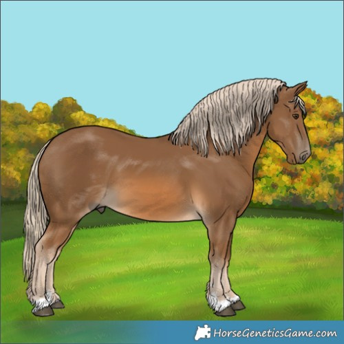 Horse Color:Chocolate Palomino 
