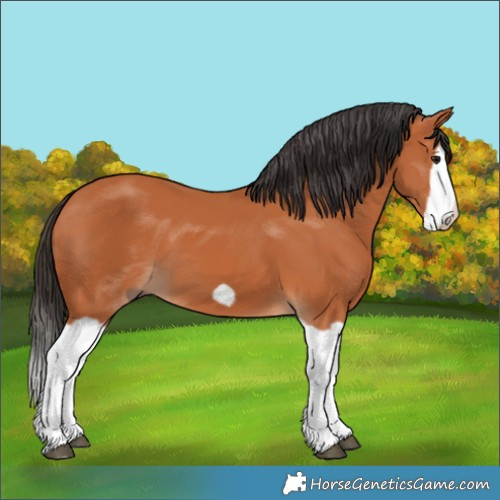 Horse Color:Bay Splash Frame 