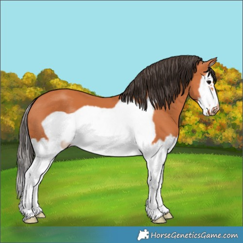 Horse Color:Bay Splash Frame 