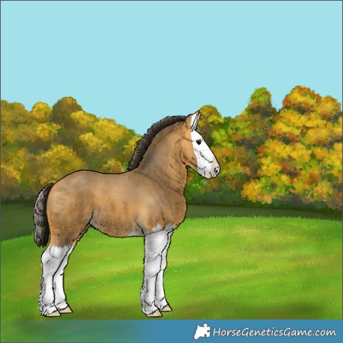 Horse Color:Buckskin Splash 