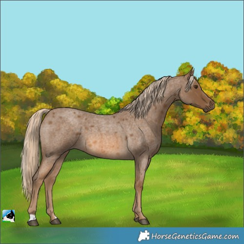 Horse Color:Chocolate Palomino Roan 