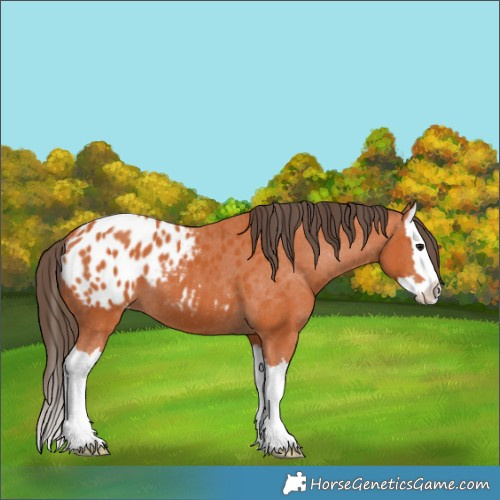 Horse Color:Bay Splash Appaloosa 