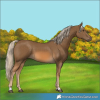 Horse Color:Chocolate Palomino 