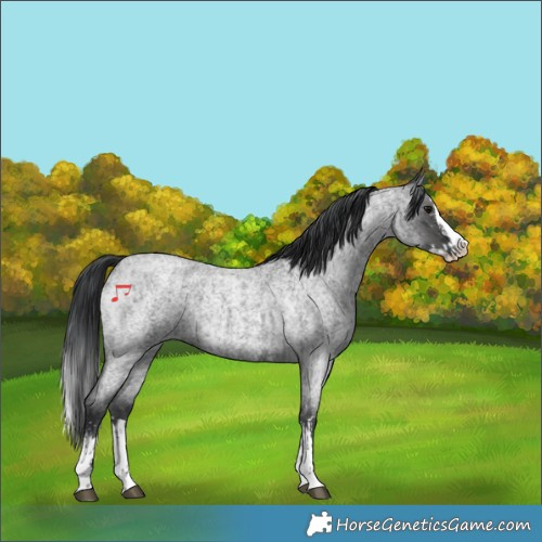 Horse Color:Blue Roan Sabino Splash and Blue Roan Sabino Splash