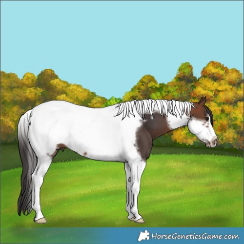 Horse Color:Brown Tobiano Frame 