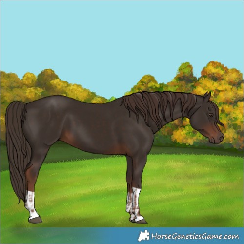 Horse Color:Liver Chestnut  and Liver Chestnut 