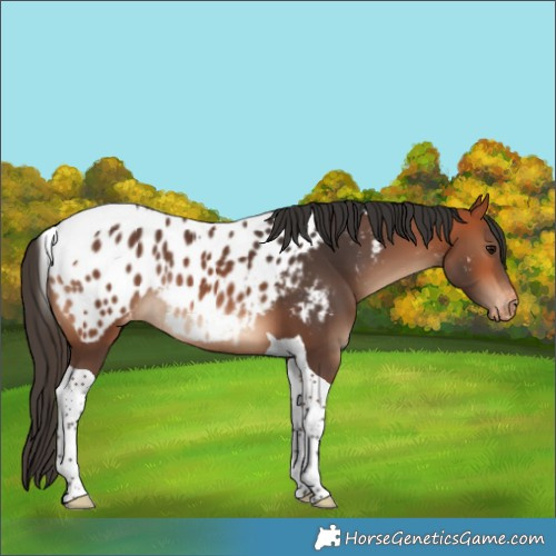 Horse Color:Bay Tobiano Appaloosa Rabicano 