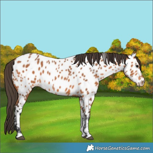 Horse Color:Bay Appaloosa