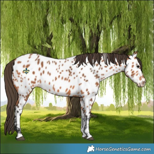 Horse Color:Bay Near Leopard 