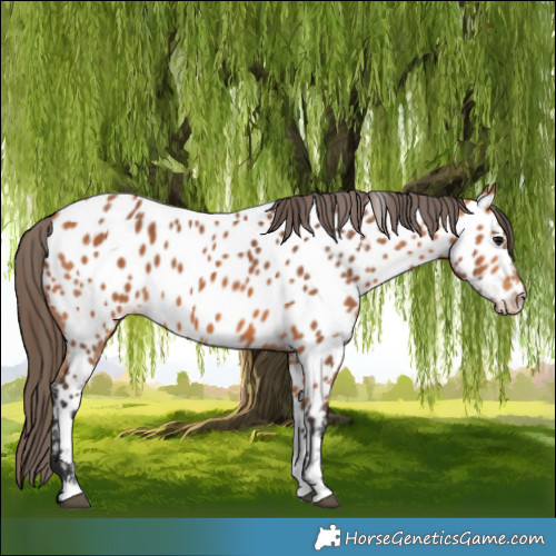 Horse Color:Bay Appaloosa