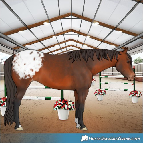Horse Color:Bay Appaloosa