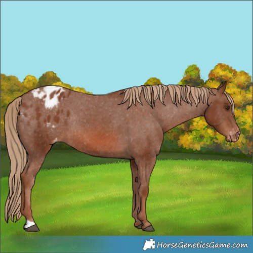 Horse Color:Chestnut Appaloosa Rabicano 