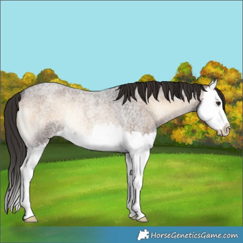 Horse Color:Liver Red Onyx Roan Splash Rabicano 