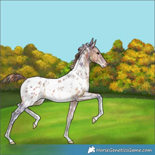 Horse Color:Painted Nacre White Spotted Bay Ice Near Leopard Rabicano 