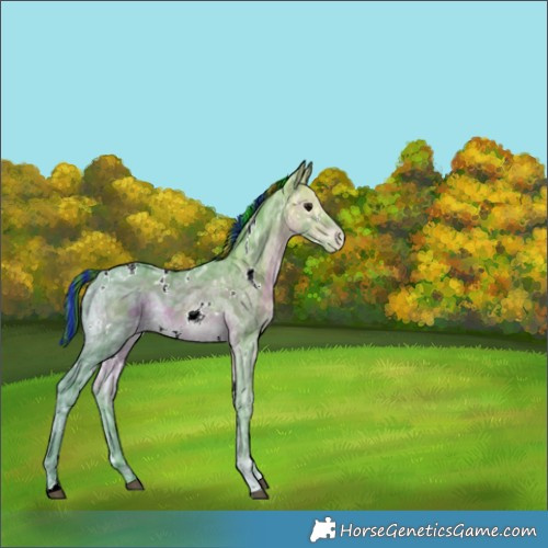 Horse Color:Painted Watercolor White Spotted Brown Ice Varnish Rabicano 