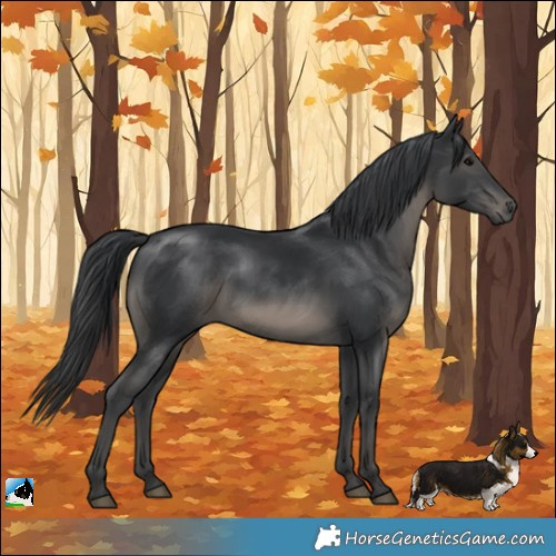 Horse Color:Black Mushroom Rabicano 