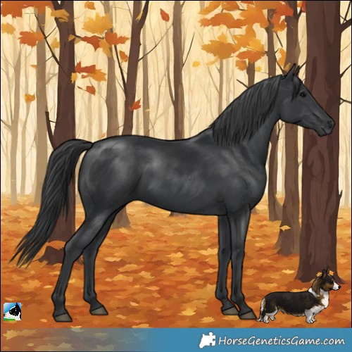 Horse Color:Black Rabicano 