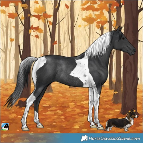 Horse Color:Black Tobiano Rabicano