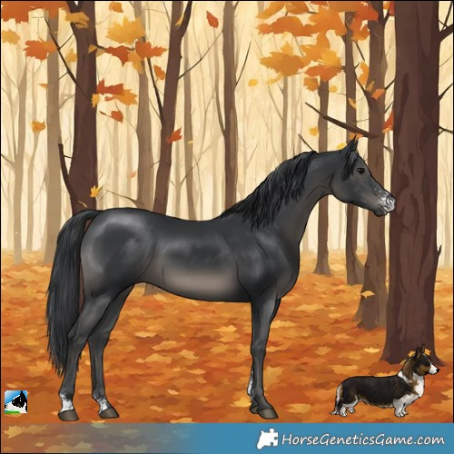 Horse Color:Black Sabino Rabicano 