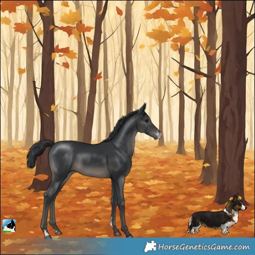 Horse Color:Black Sabino Rabicano