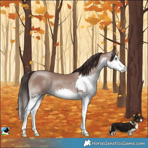 Horse Color:Classic Champagne Sabino Splash Rabicano 