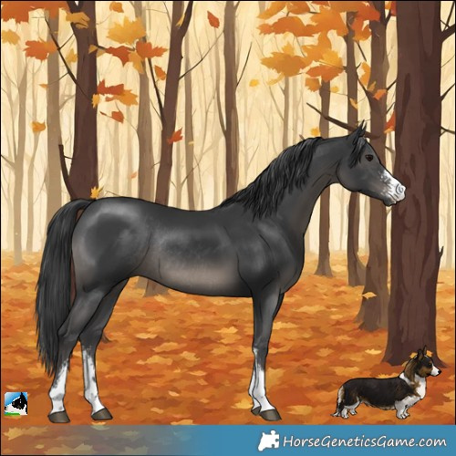 Horse Color:Black Sabino Rabicano