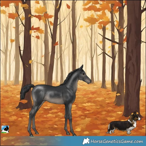 Horse Color:Black Rabicano