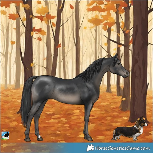 Horse Color:Black Rabicano