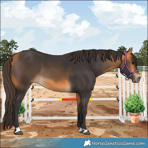 Horse Color:Buckskin 