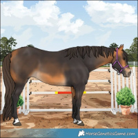 Horse Color:Buckskin 
