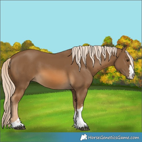 Horse Color:Chocolate Palomino