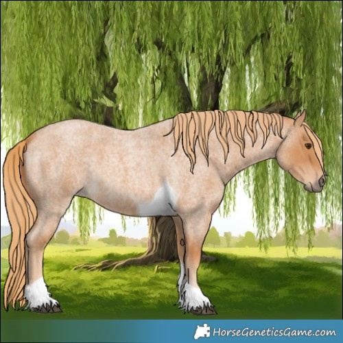 Horse Color:Red Roan Tobiano 