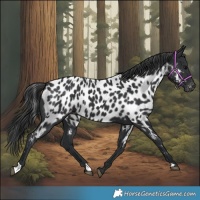 Horse Color:Black Appaloosa