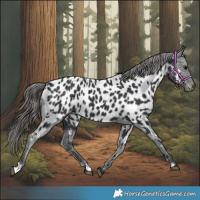 Horse Color:Black Near Leopard