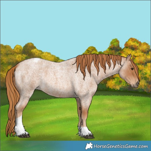 Horse Color:Red Roan Tobiano