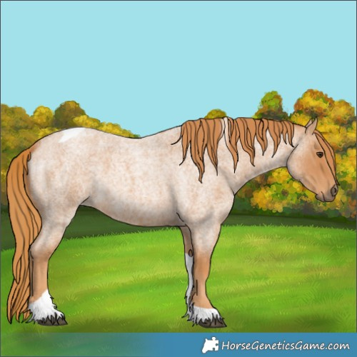 Horse Color:Red Roan Tobiano
