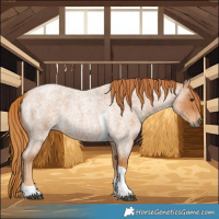 Horse Color:Red Roan Tobiano 