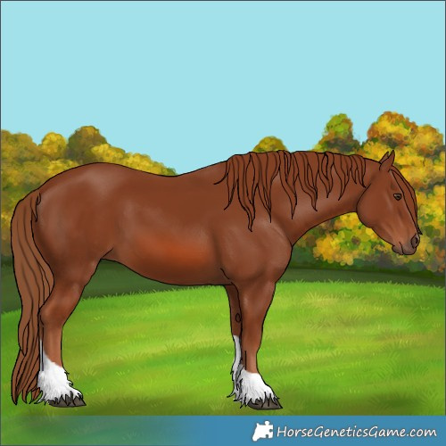 Horse Color:Chestnut Tobiano