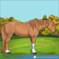 Horse Color:Chestnut Tobiano 