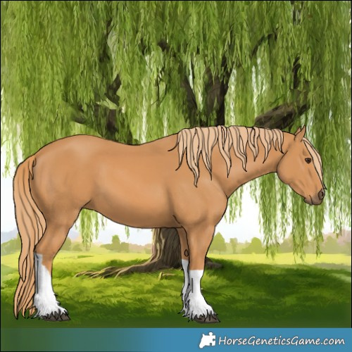 Horse Color:Chestnut Tobiano 
