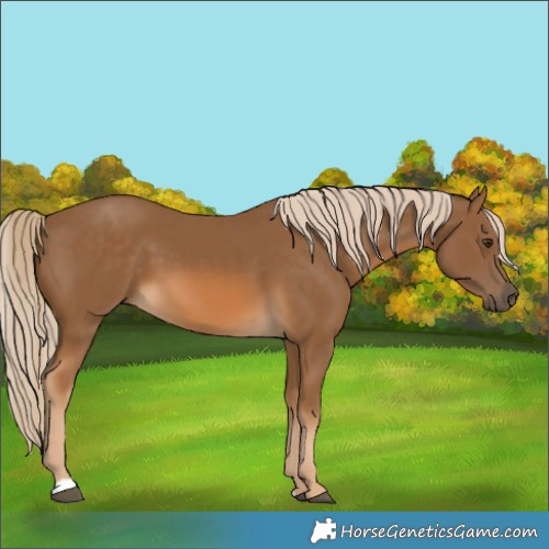 Horse Color:Chocolate Palomino