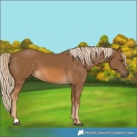 Horse Color:Chocolate Palomino 