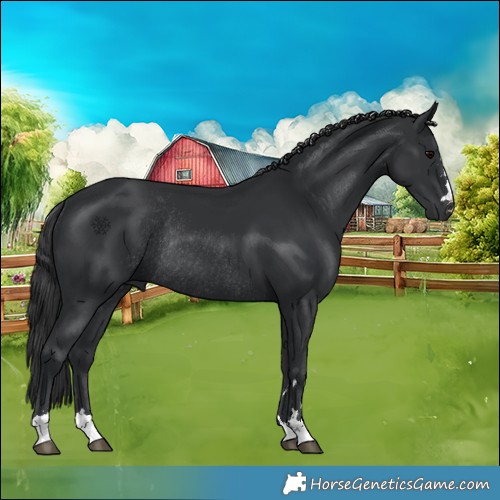 Horse Color:Black Rabicano