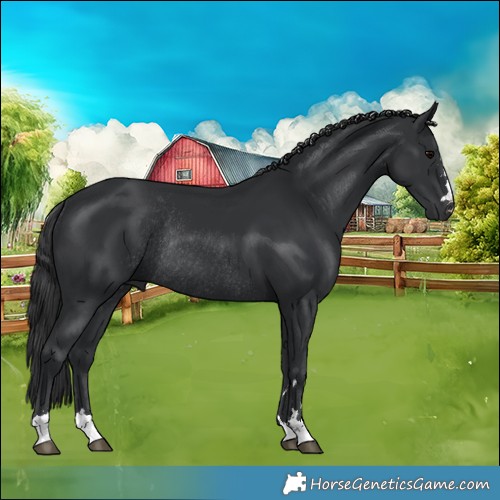 Horse Color:Black Rabicano 
