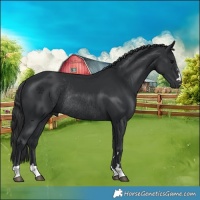 Horse Color:Black Rabicano 