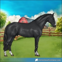 Horse Color:Black Rabicano