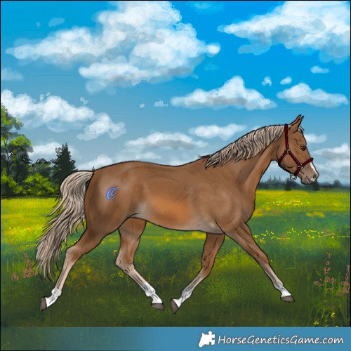 Horse Color:Chocolate Palomino