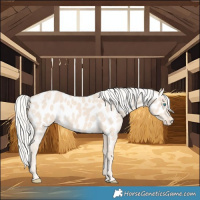 Horse Color:Cremello Near Leopard 