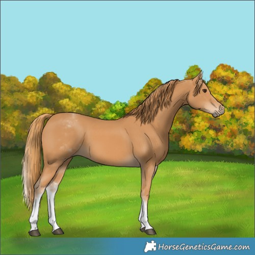 Horse Color:White Spotted Chestnut 
