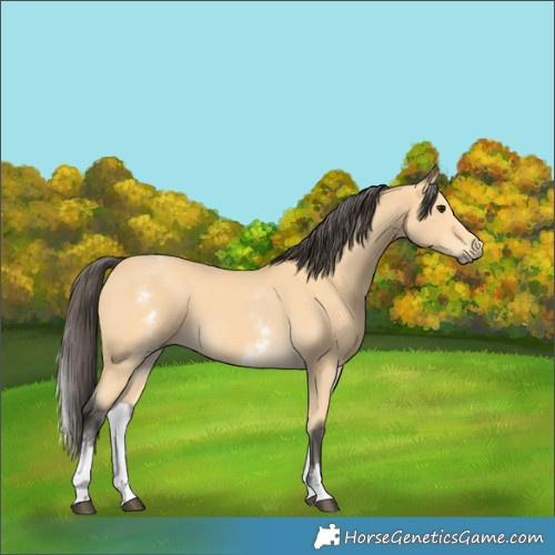 Horse Color:White Spotted Buckskin